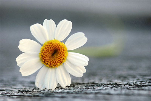 不要害怕自己不聪明,也不要害怕做一个努力的普通人 不要害怕自己不聪明,也不要害怕做一个努力的普通人